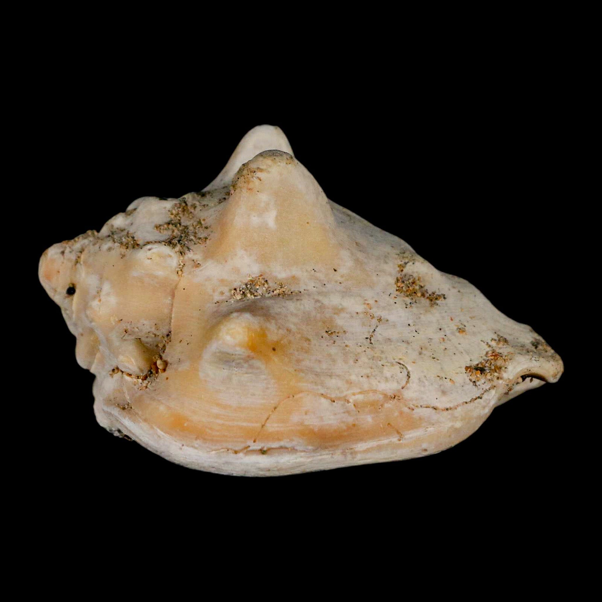 3" Strombus Bubonius Fossil Shell Gastropod Pliocene Age Almeria, Spain - Fossil Age Minerals
