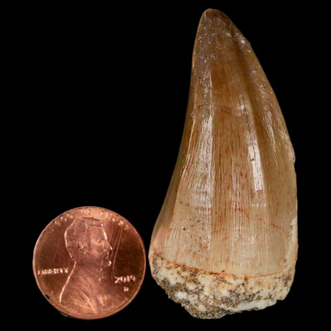 XL 2" Mosasaur Hoffmanni Fossil Tooth Cretaceous Dinosaur Era COA & Stand - Fossil Age Minerals