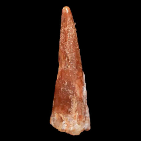 0.9" Pterosaur Coloborhynchus Fossil Tooth Upper Cretaceous Morocco COA & Display - Fossil Age Minerals