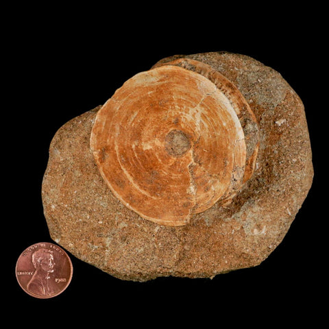 48MM Otodus Obliquus Shark Vertebrae Fossil Bone In Matrix Morocco COA - Fossil Age Minerals