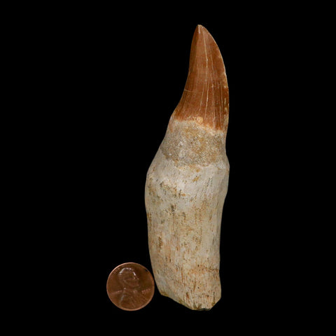 XL 4.2" Tylosaurus Mosasaur Fossil Tooth Rooted Upper Cretaceous Dinosaur Era COA