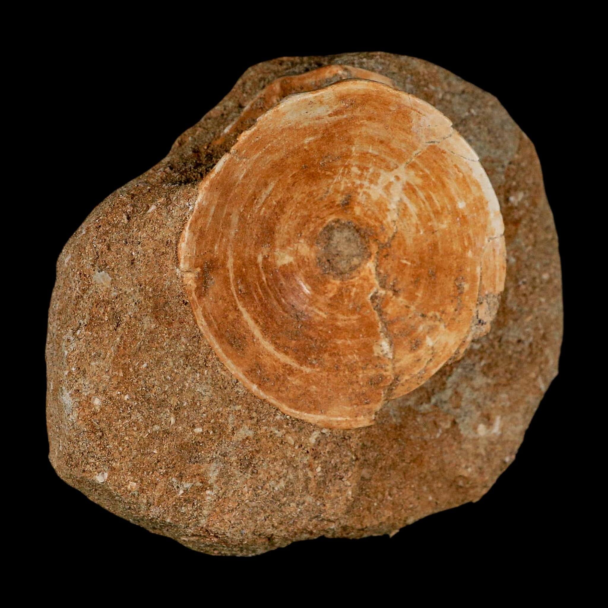 48MM Otodus Obliquus Shark Vertebrae Fossil Bone In Matrix Morocco COA - Fossil Age Minerals