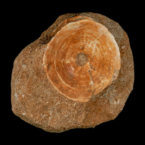 48MM Otodus Obliquus Shark Vertebrae Fossil Bone In Matrix Morocco COA - Fossil Age Minerals