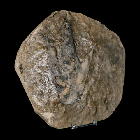 5.6" Grallator Variabilis Dinosaurs Tracks Foot Prints Jurassic Age France COA, Stand