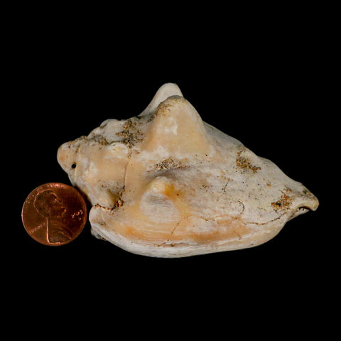 3" Strombus Bubonius Fossil Shell Gastropod Pliocene Age Almeria, Spain - Fossil Age Minerals