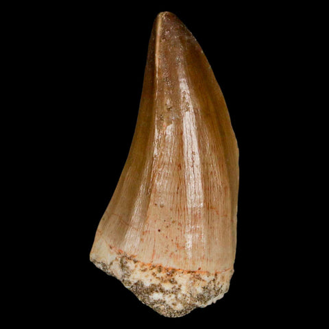 XL 2" Mosasaur Hoffmanni Fossil Tooth Cretaceous Dinosaur Era COA & Stand - Fossil Age Minerals