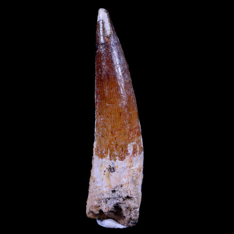 XL 3.3" Spinosaurus Fossil Tooth 100 Mil Yrs Old Cretaceous Dinosaur COA & Stand - Fossil Age Minerals