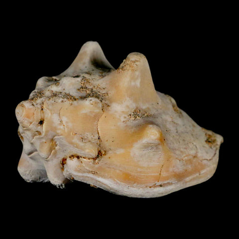 3" Strombus Bubonius Fossil Shell Gastropod Pliocene Age Almeria, Spain - Fossil Age Minerals