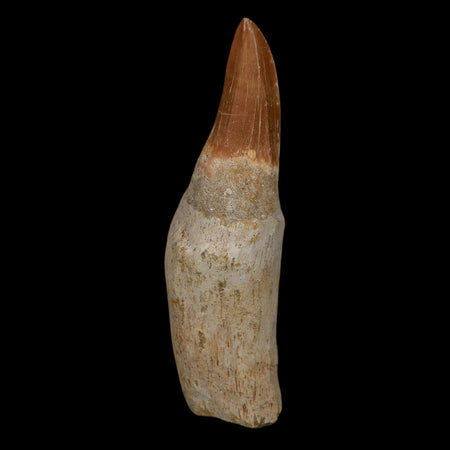 XL 4.2" Tylosaurus Mosasaur Fossil Tooth Rooted Upper Cretaceous Dinosaur Era COA