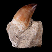 1.4" Mosasaur Prognathodon Fossil Tooth In Matrix Cretaceous Dinosaur Era COA