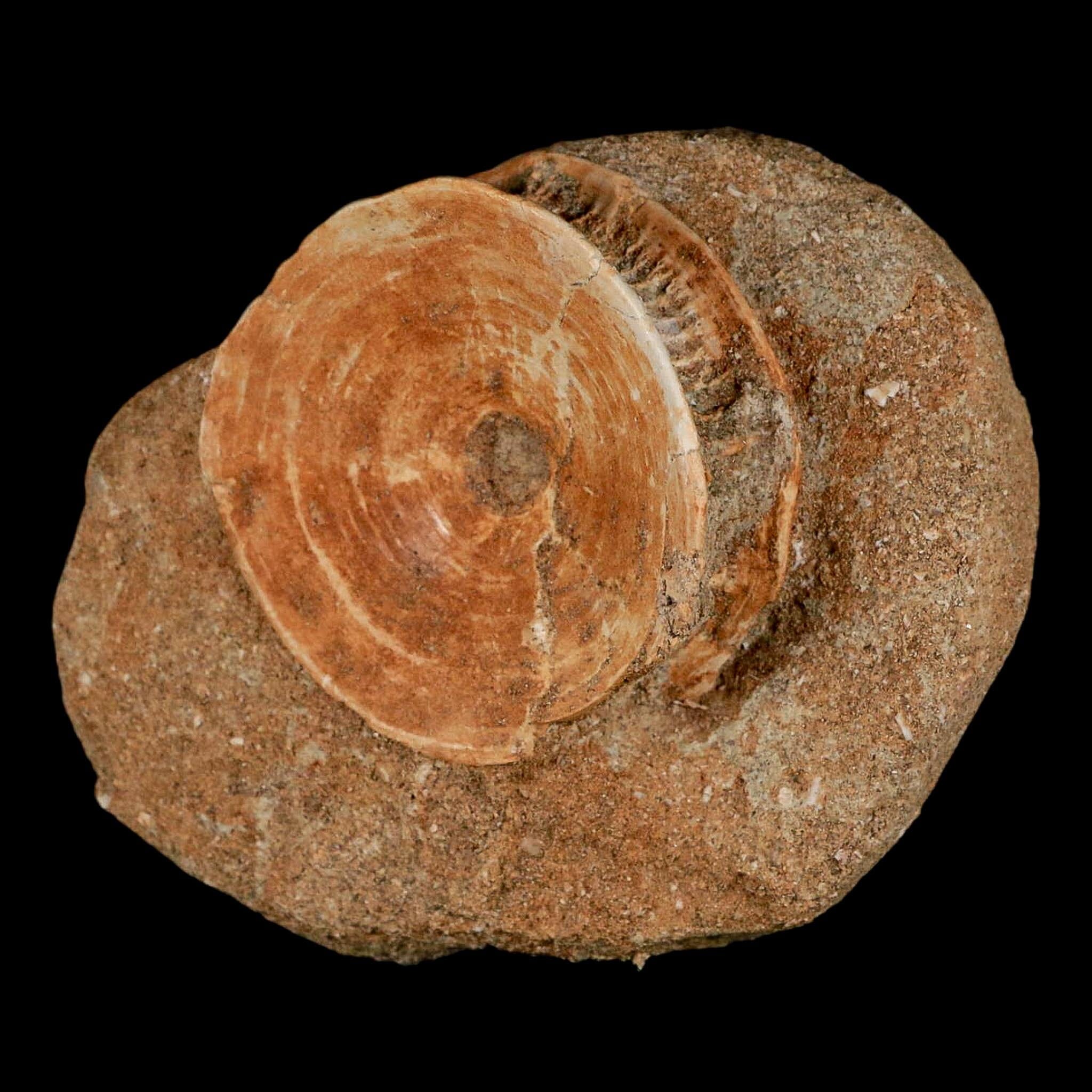 48MM Otodus Obliquus Shark Vertebrae Fossil Bone In Matrix Morocco COA - Fossil Age Minerals