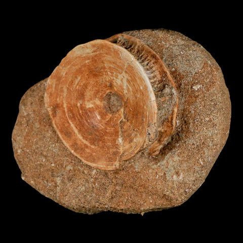 48MM Otodus Obliquus Shark Vertebrae Fossil Bone In Matrix Morocco COA - Fossil Age Minerals