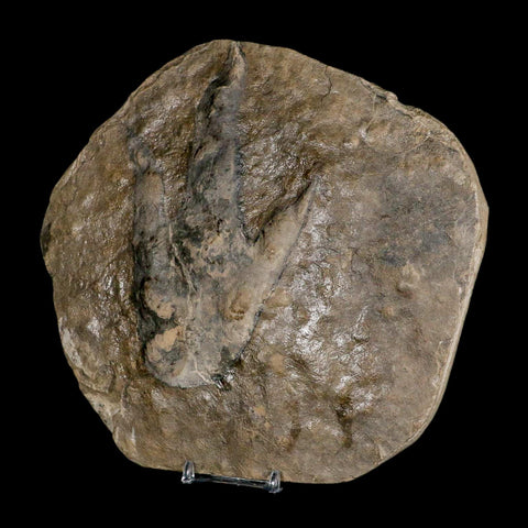 5.6" Grallator Variabilis Dinosaurs Tracks Foot Prints Jurassic Age France COA, Stand