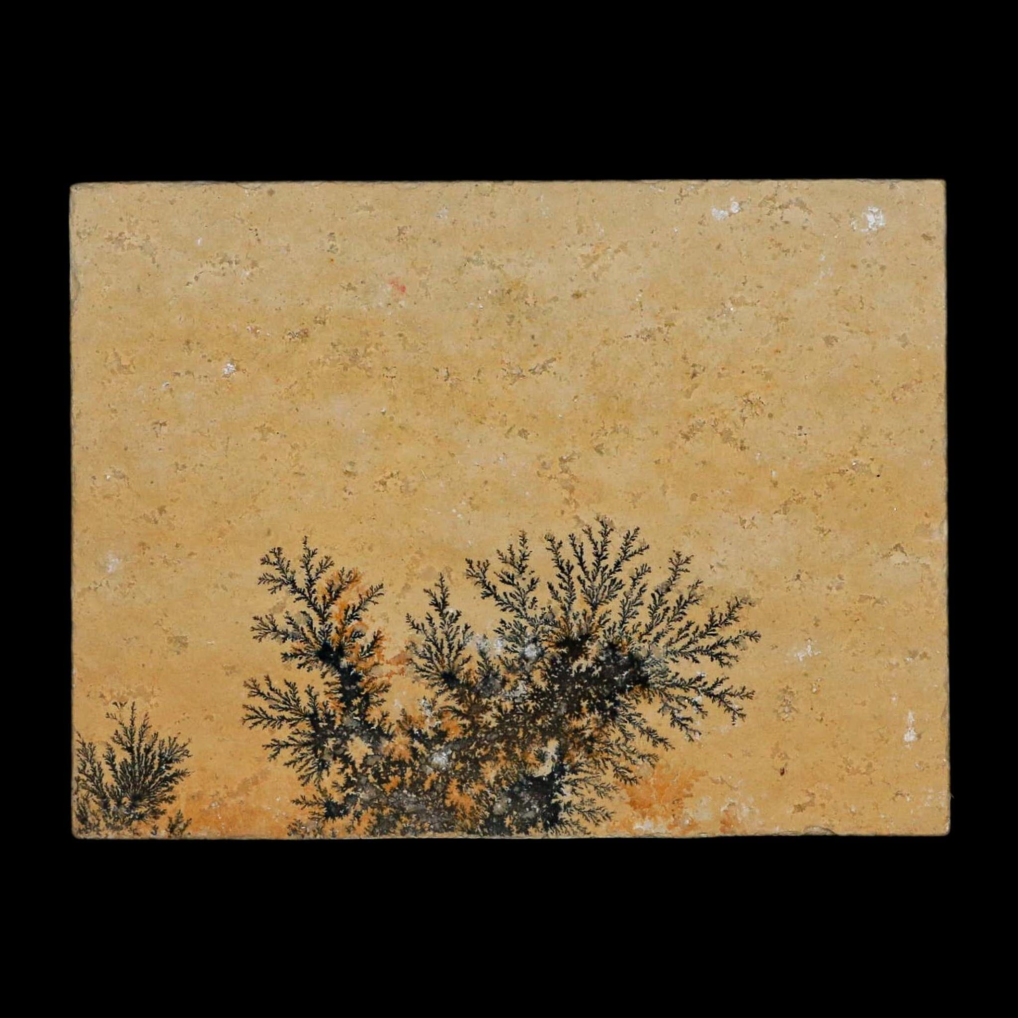 3.1" Pyrolusite Dendritic Limestone Solnhofen Upper Jurassic Age West Germany - Fossil Age Minerals
