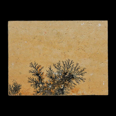 3.1" Pyrolusite Dendritic Limestone Solnhofen Upper Jurassic Age West Germany
