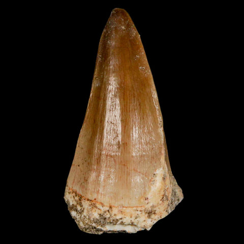 XL 2" Mosasaur Hoffmanni Fossil Tooth Cretaceous Dinosaur Era COA & Stand - Fossil Age Minerals