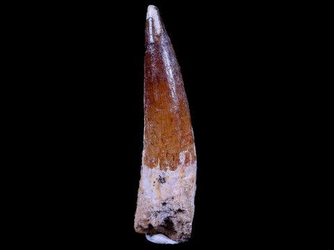 XL 3.3" Spinosaurus Fossil Tooth 100 Mil Yrs Old Cretaceous Dinosaur COA & Stand - Fossil Age Minerals