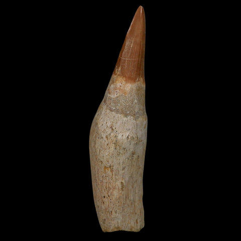 XL 4.2" Tylosaurus Mosasaur Fossil Tooth Rooted Upper Cretaceous Dinosaur Era COA