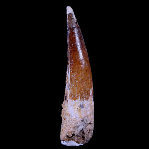 XL 3.3" Spinosaurus Fossil Tooth 100 Mil Yrs Old Cretaceous Dinosaur COA & Stand - Fossil Age Minerals