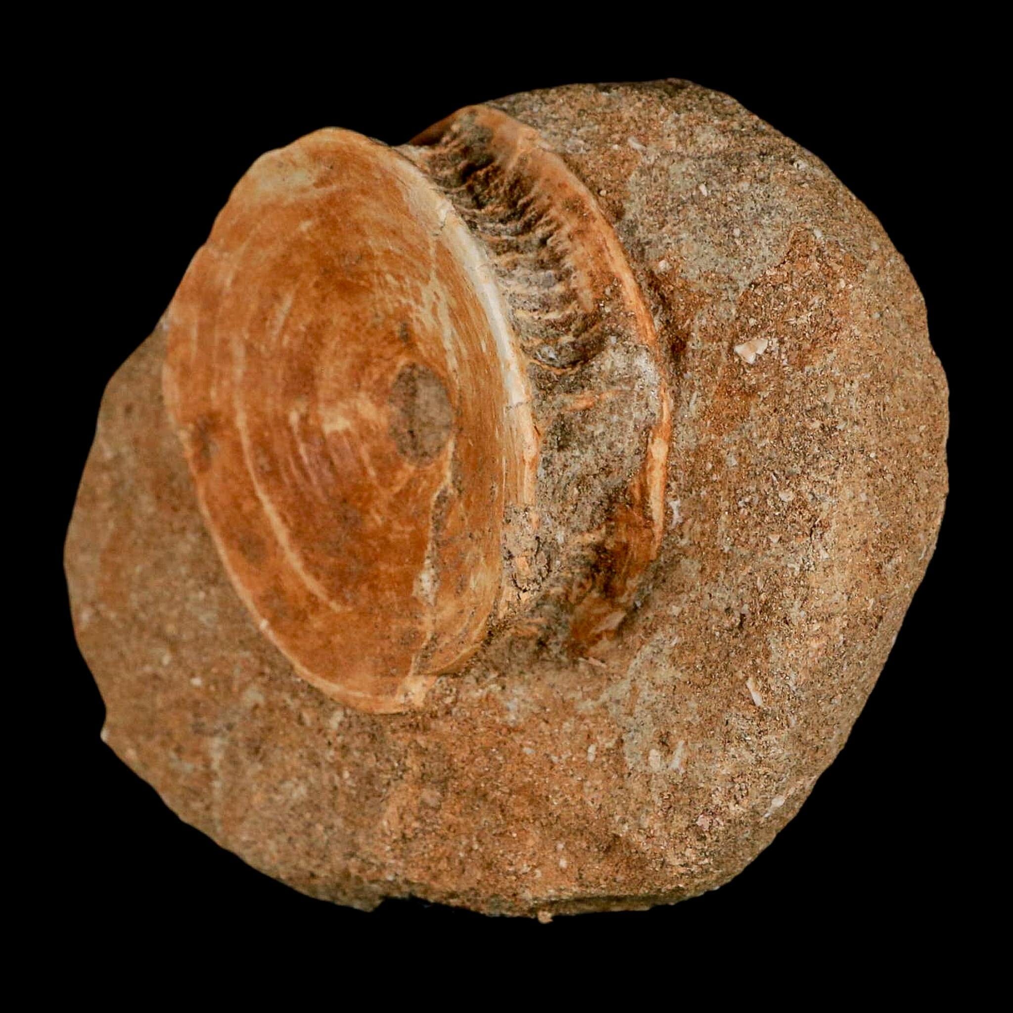 48MM Otodus Obliquus Shark Vertebrae Fossil Bone In Matrix Morocco COA - Fossil Age Minerals