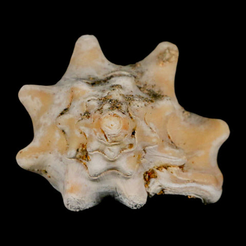 3" Strombus Bubonius Fossil Shell Gastropod Pliocene Age Almeria, Spain - Fossil Age Minerals