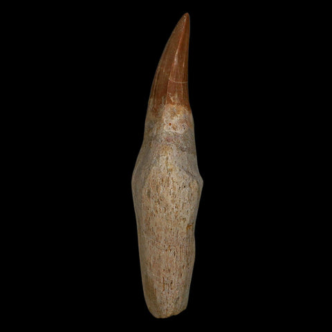 XL 4.2" Tylosaurus Mosasaur Fossil Tooth Rooted Upper Cretaceous Dinosaur Era COA