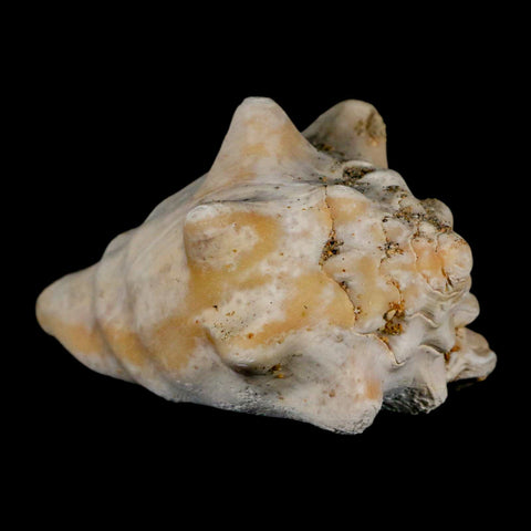 3" Strombus Bubonius Fossil Shell Gastropod Pliocene Age Almeria, Spain - Fossil Age Minerals