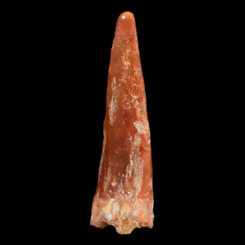 0.9" Pterosaur Coloborhynchus Fossil Tooth Upper Cretaceous Morocco COA & Display - Fossil Age Minerals