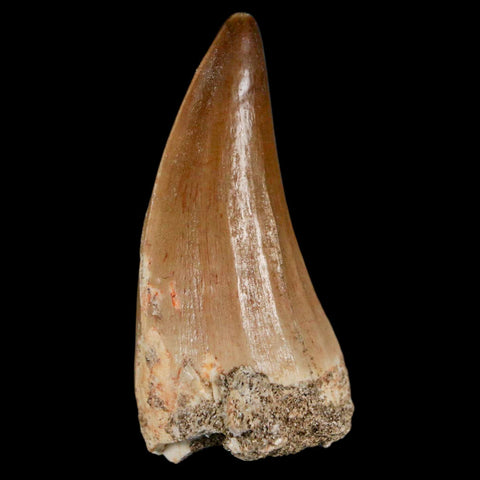 XL 2" Mosasaur Hoffmanni Fossil Tooth Cretaceous Dinosaur Era COA & Stand - Fossil Age Minerals