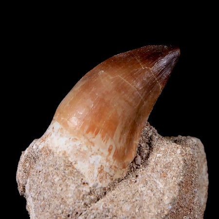 1.4" Mosasaur Prognathodon Fossil Tooth In Matrix Cretaceous Dinosaur Era COA