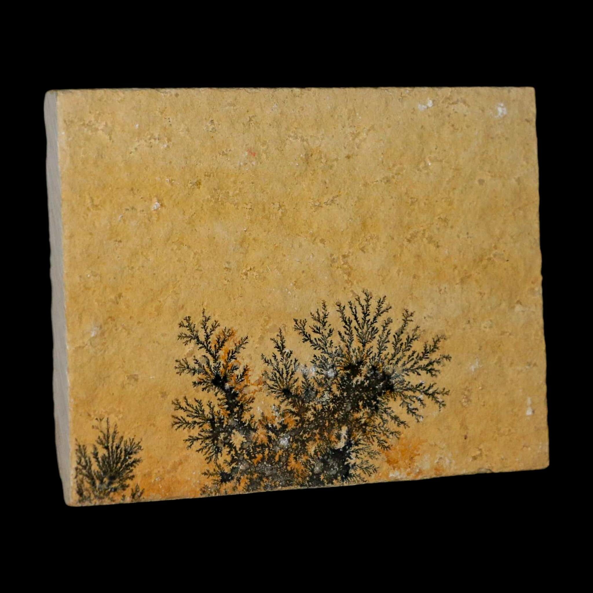 3.1" Pyrolusite Dendritic Limestone Solnhofen Upper Jurassic Age West Germany - Fossil Age Minerals