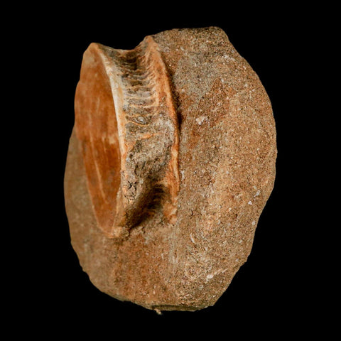 48MM Otodus Obliquus Shark Vertebrae Fossil Bone In Matrix Morocco COA - Fossil Age Minerals