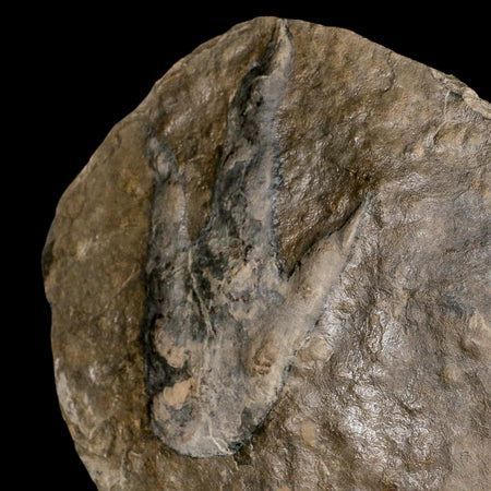 5.6" Grallator Variabilis Dinosaurs Tracks Foot Prints Jurassic Age France COA, Stand