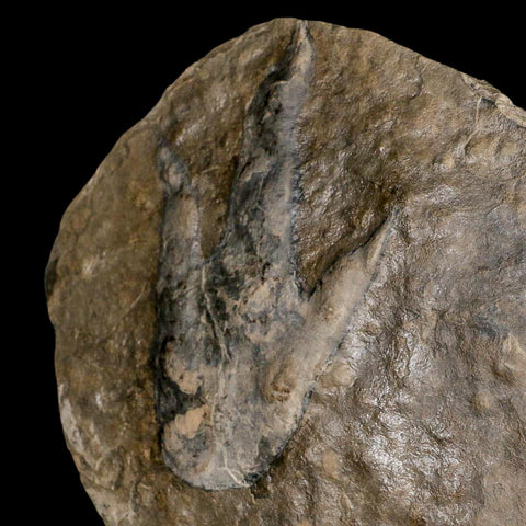 5.6" Grallator Variabilis Dinosaurs Tracks Foot Prints Jurassic Age France COA, Stand