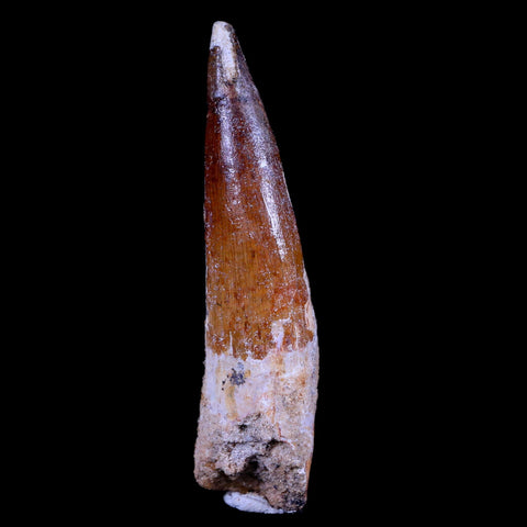 XL 3.3" Spinosaurus Fossil Tooth 100 Mil Yrs Old Cretaceous Dinosaur COA & Stand - Fossil Age Minerals