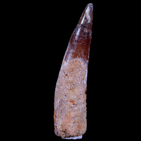 XL 3.3" Spinosaurus Fossil Tooth 100 Mil Yrs Old Cretaceous Dinosaur COA & Stand - Fossil Age Minerals