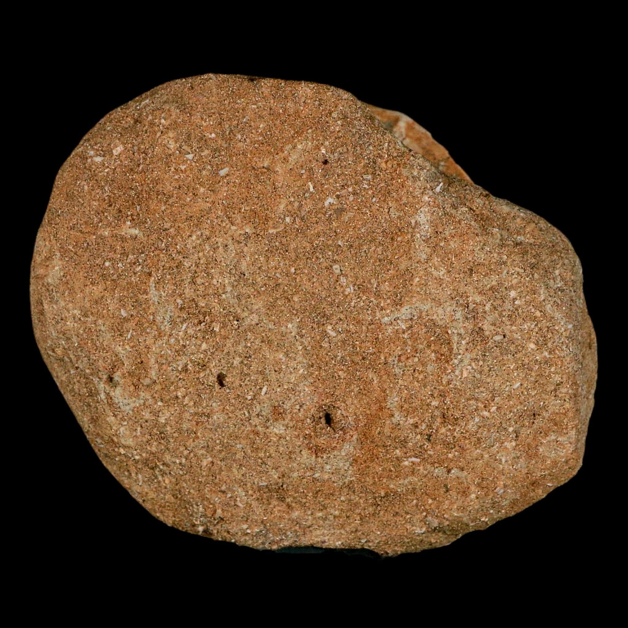 48MM Otodus Obliquus Shark Vertebrae Fossil Bone In Matrix Morocco COA - Fossil Age Minerals