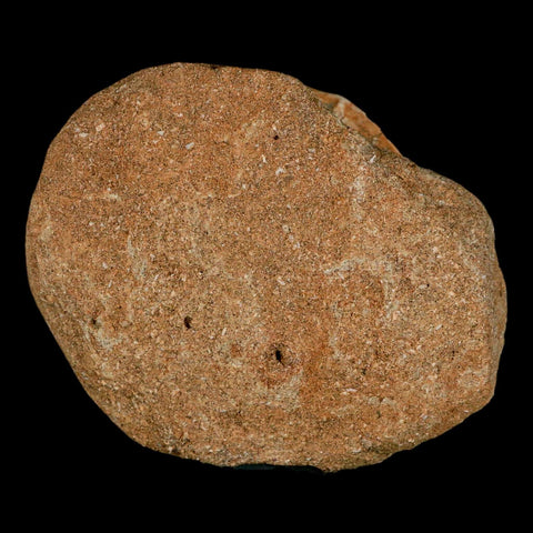 48MM Otodus Obliquus Shark Vertebrae Fossil Bone In Matrix Morocco COA - Fossil Age Minerals