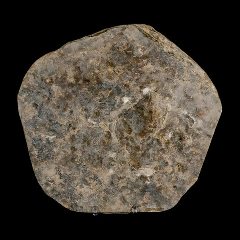 5.6" Grallator Variabilis Dinosaurs Tracks Foot Prints Jurassic Age France COA, Stand