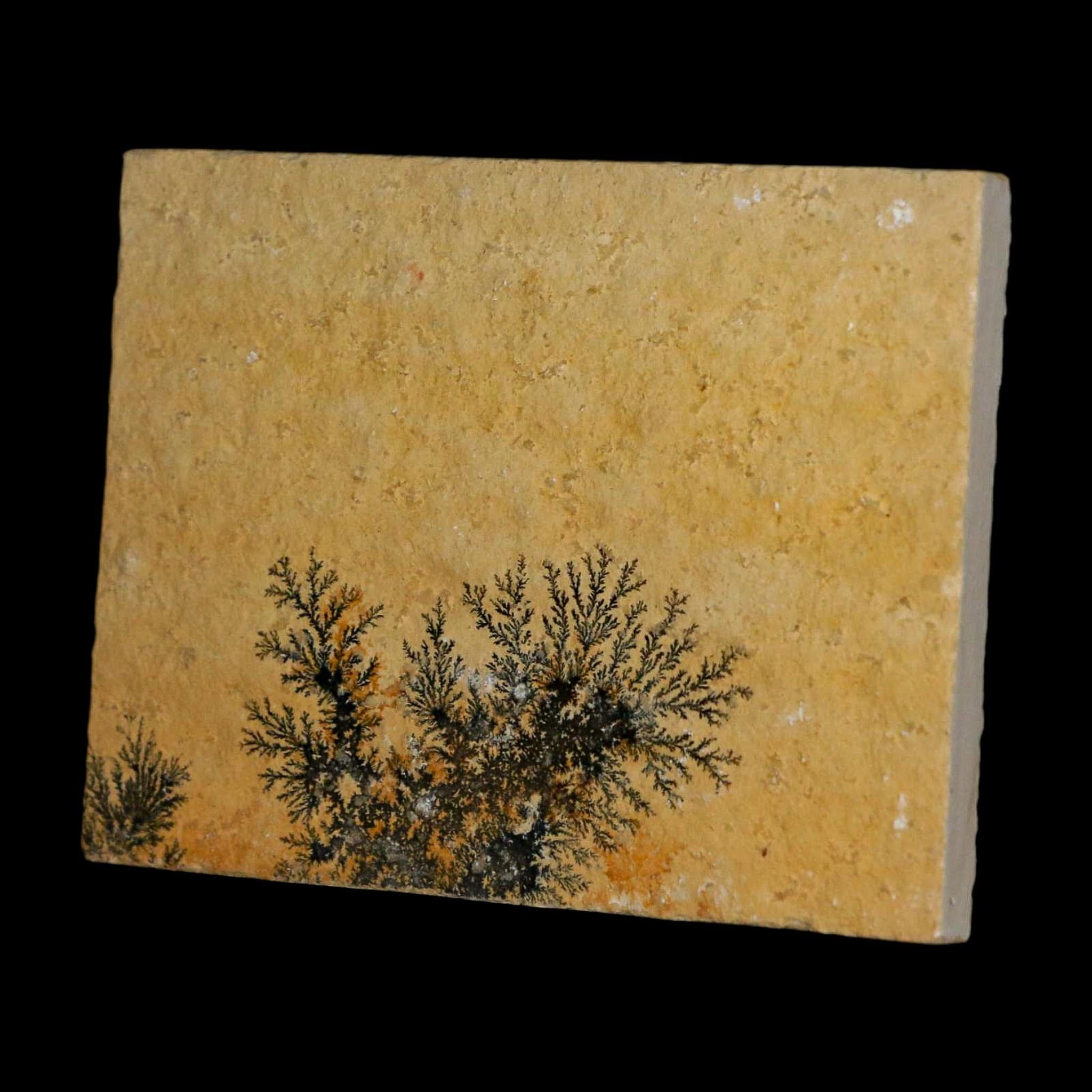 3.1" Pyrolusite Dendritic Limestone Solnhofen Upper Jurassic Age West Germany - Fossil Age Minerals