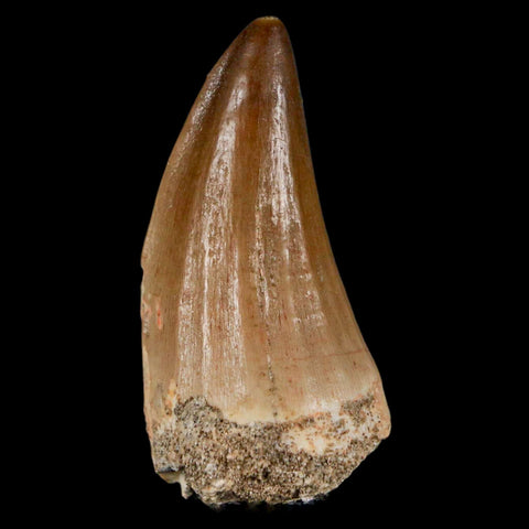 XL 2" Mosasaur Hoffmanni Fossil Tooth Cretaceous Dinosaur Era COA & Stand - Fossil Age Minerals