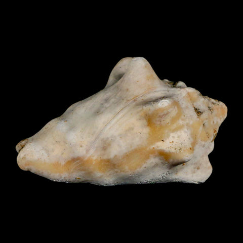 3" Strombus Bubonius Fossil Shell Gastropod Pliocene Age Almeria, Spain - Fossil Age Minerals
