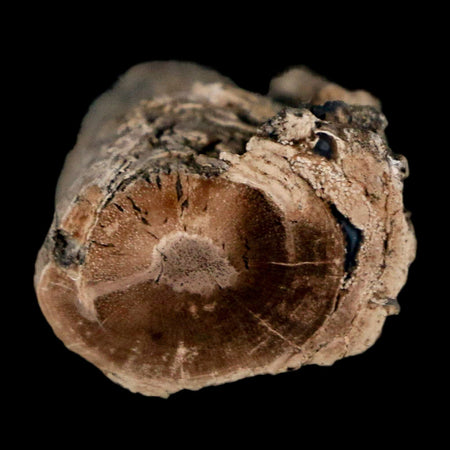1.5" Fossilized Blue Forest Petrified Wood Limb Branch Eden Wyoming 50 Mil Yrs Old