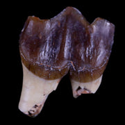 0.7" Running Rhino Hyracodon Nebrascensis Fossil Tooth South Dakota Badlands COA