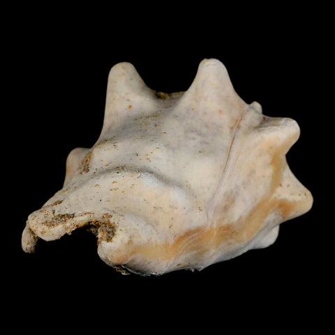 3" Strombus Bubonius Fossil Shell Gastropod Pliocene Age Almeria, Spain - Fossil Age Minerals