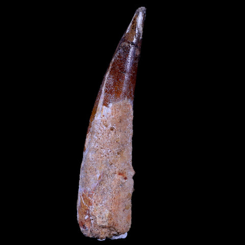 XL 3.3" Spinosaurus Fossil Tooth 100 Mil Yrs Old Cretaceous Dinosaur COA & Stand - Fossil Age Minerals