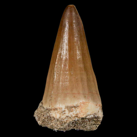 XL 2" Mosasaur Hoffmanni Fossil Tooth Cretaceous Dinosaur Era COA & Stand - Fossil Age Minerals