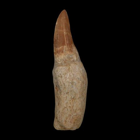 XL 4.2" Tylosaurus Mosasaur Fossil Tooth Rooted Upper Cretaceous Dinosaur Era COA