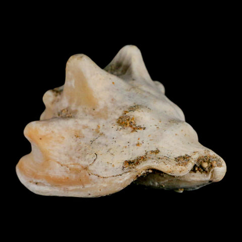 3" Strombus Bubonius Fossil Shell Gastropod Pliocene Age Almeria, Spain - Fossil Age Minerals