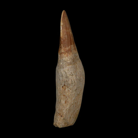 XL 4.2" Tylosaurus Mosasaur Fossil Tooth Rooted Upper Cretaceous Dinosaur Era COA